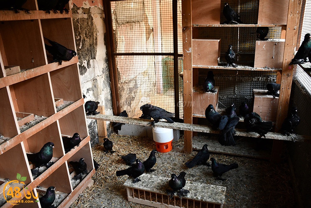 zohdi 3ashoor (95).jpeg